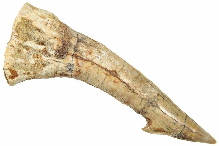 Fossil Sawfish (Onchopristis) Rostral Barb - Morocco #322858